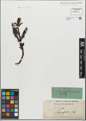 Foto von Salix glabra Scop.